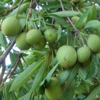 Madhuca longifolia (J.Koenig ex L.) J.F.Macbr.